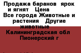 Продажа баранов, ярок и ягнят › Цена ­ 3 500 - Все города Животные и растения » Другие животные   . Калининградская обл.,Пионерский г.